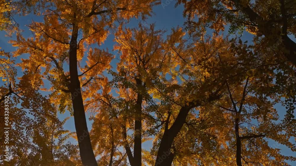 Autumn Trees in autumnal Fall Park aerial view. Autumn in Park,Fall Colors of Foliage. Autumn Trees in autumnal Fall Park aerial view. Autumn in Park,Fall Colors of Foliage.