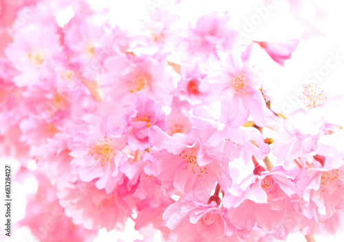 桜のクローズアップ、サクラの花びら、枝垂れ桜