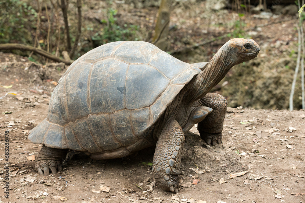 Galapagos Tortoise in a nature reserve Galapagos Tortoise in a nature reserve