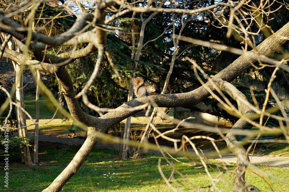 Scoiattolo seduto su un ramo di un albero Scoiattolo seduto su un ramo di un albero