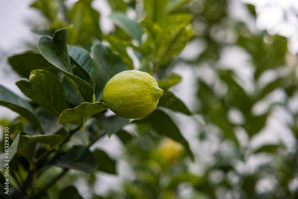 Lime tree with fruits - natural organic green lemon on lemon tree outdoor