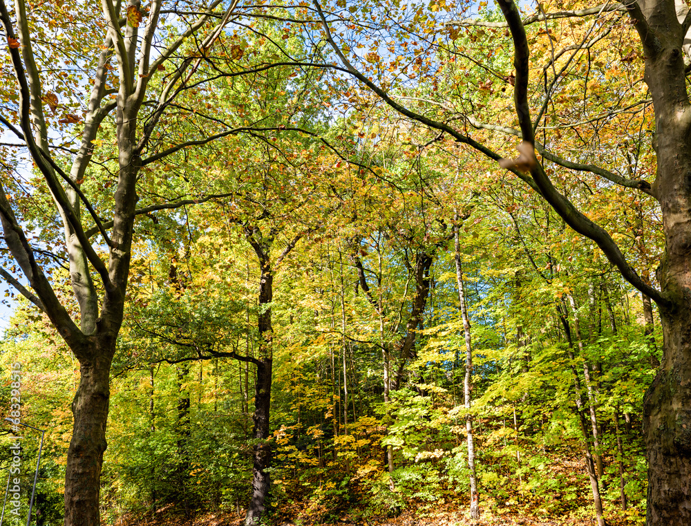 Beautiful and colorful tree area in the city during autumn season Beautiful and colorful tree area in the city during autumn season