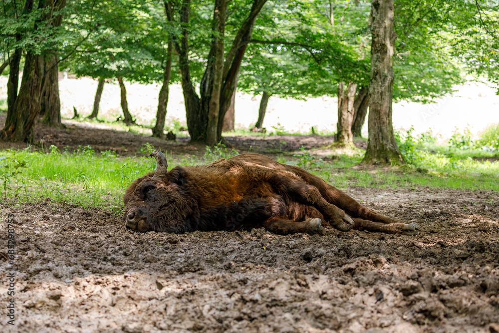The European wood bison in a forest The European wood bison in a forest