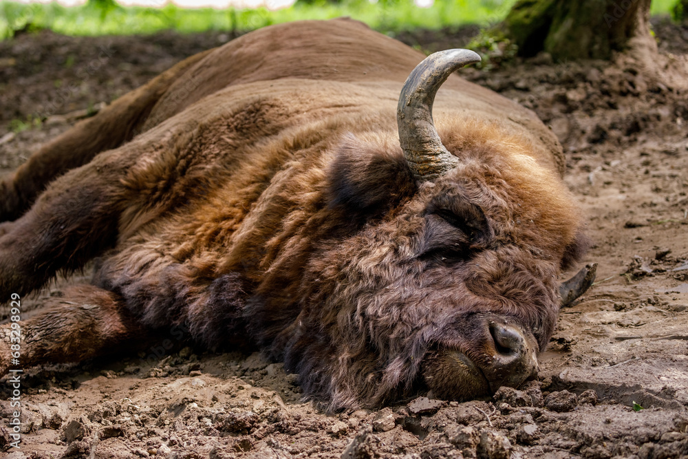 Fototapeta premium The European wood bison in a forest