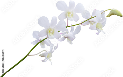 Beautiful white orchid flower isolated on white background © Piman Khrutmuang