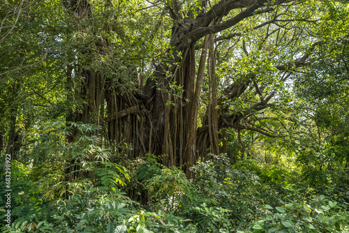 huge banyan tree in the Indian jungle