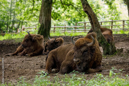 The European wood bison in a forest