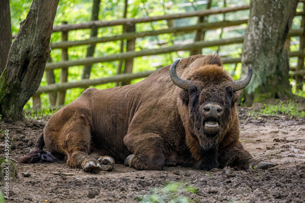 Fototapeta premium The European wood bison in a forest