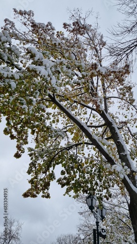 winter morning city park covered with snow photo