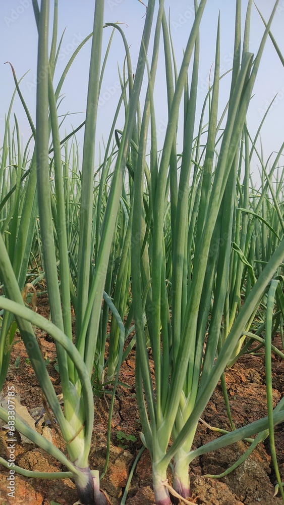 Beautiful onion plants on the farm.Green onions growing in the field. onion cultivation. Beautiful onion plants on the farm.Green onions growing in the field. onion cultivation.