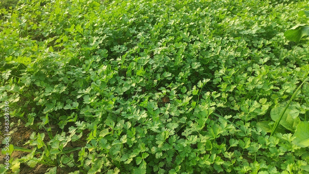 Coriander leaves in vegetables garden for health, food and agriculture concept design. Organic coriander leaves background.