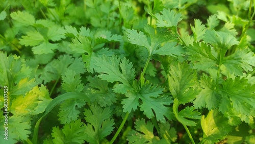green and fresh cilantro (coriander) growing in vegetable garden. Coriander leaves in vegetables garden for health, food and agriculture concept. Organic coriander leaves background.
