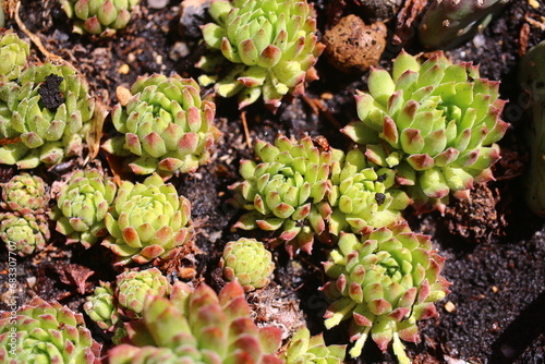 Rojnik Perseus Sempervivum photo