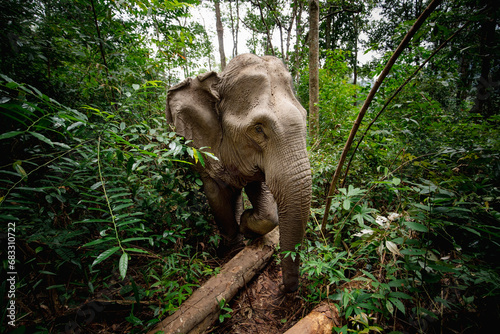 Photography Asian elephant walking through tropical rainforest near Chiang Mai in Thailand