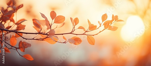 Ethereal nature with blurred tree branch silhouettes on a sunset background
