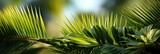 Blur Beautiful Nature Green Palm Leaf, Background Image For Website, Background Images , Desktop Wallpaper Hd Images