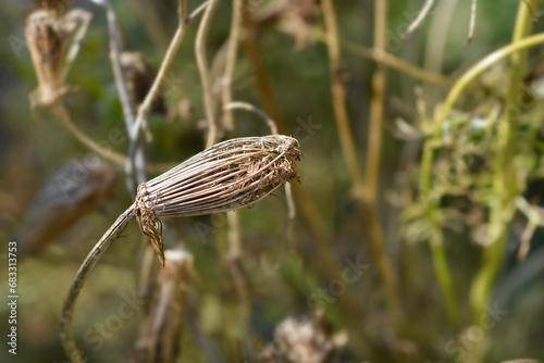 Toothpick bullwort Blutenball seed head photo