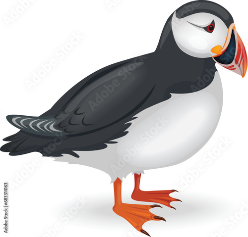 Vector illustration of a puffin - seabird that can swim