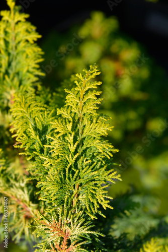 Hinoki cypress Fernspray Gold branch