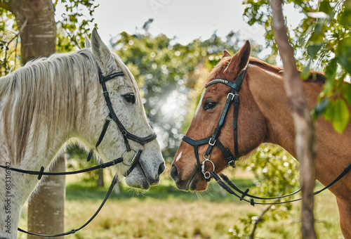 Canvas Print Horses, noses and animal affection in nature in equestrian game park, care and leisure in countryside