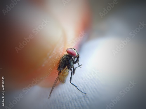 Housefly sitting in hand. A common housefly (Musca domestica) catches in hand. Housefly.  photo