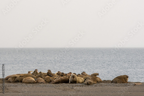 Umrundung Spitzbergen mit dem Segelschiff photo