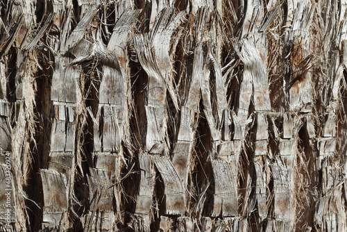 bark of texture of Washingtonia filifera, also known as desert fan palm, California fan palm, or California palm © UMIT