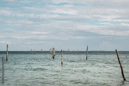 Reusen in der Ostsee © Micha Trillhaase