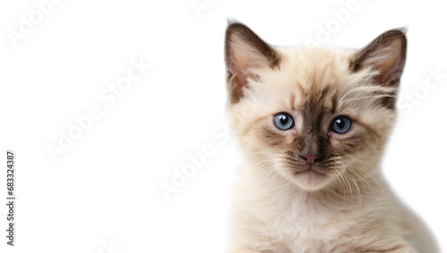 Cute fluffy Siamese breed kitten isolated on white background