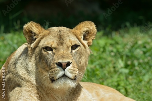Close up photo of Panthera leo  Panthera leo leo   lioness in Zoo Dvur Kralove  Czech Republic. 