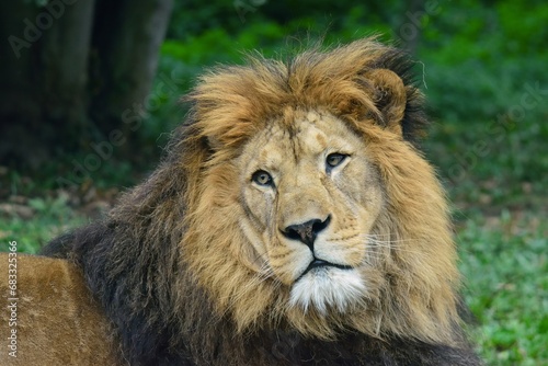 Close up photo of Panthera leo lion (Panthera leo leo) in zoo Dvur Kralove, Czech republic. 
