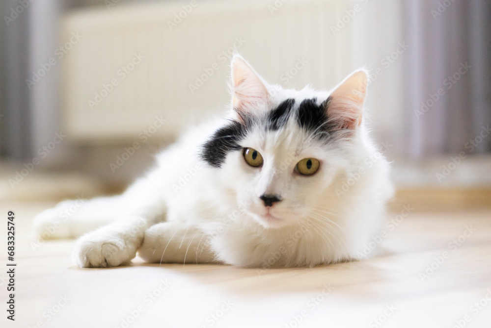 Liegende schwarz-weiße Türkische Angora Katze