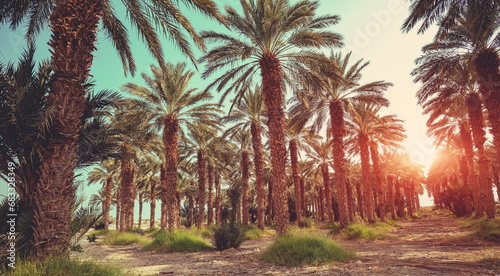 Date palms plantation during sunset. Nature background