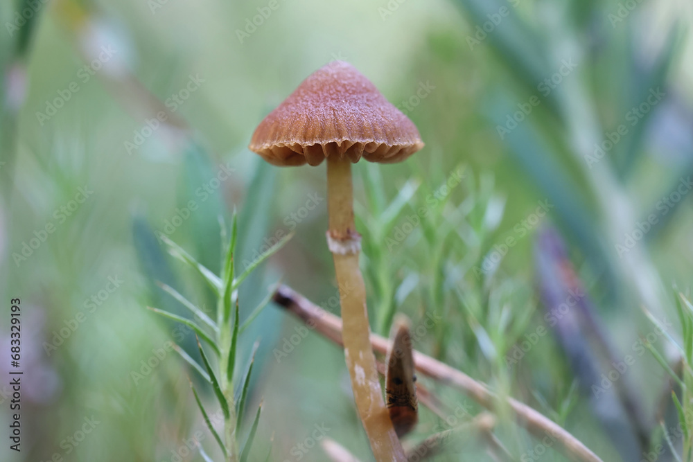 Bog Bell, Galerina paludosa, wild mushroom from Finland Bog Bell, Galerina paludosa, wild mushroom from Finland