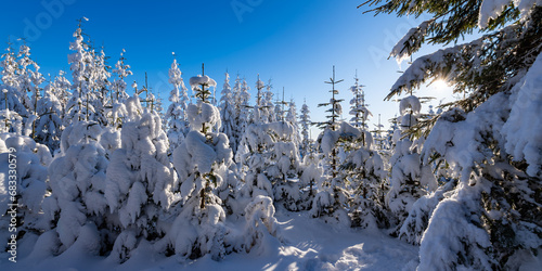 Winter forest panorama at “Kahler Asten“ near Winterberg Sauerland Germany. Snow covered christmas trees on a blue sky december holiday. Wide angle perspective in natural reserve with frosted branches photo