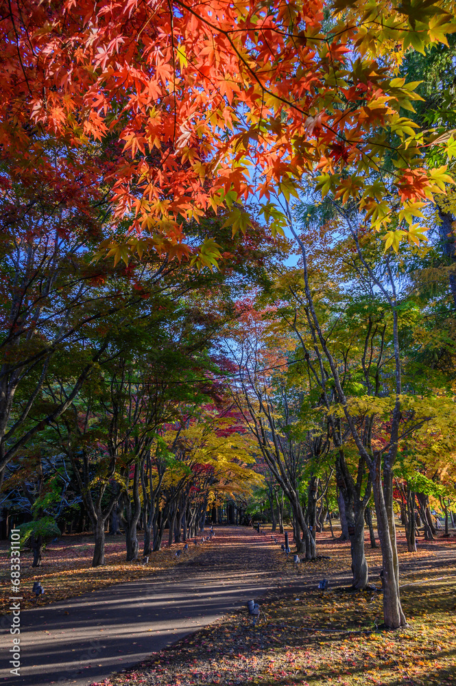 Naklejka premium 見晴公園の香雪園は紅葉が見頃