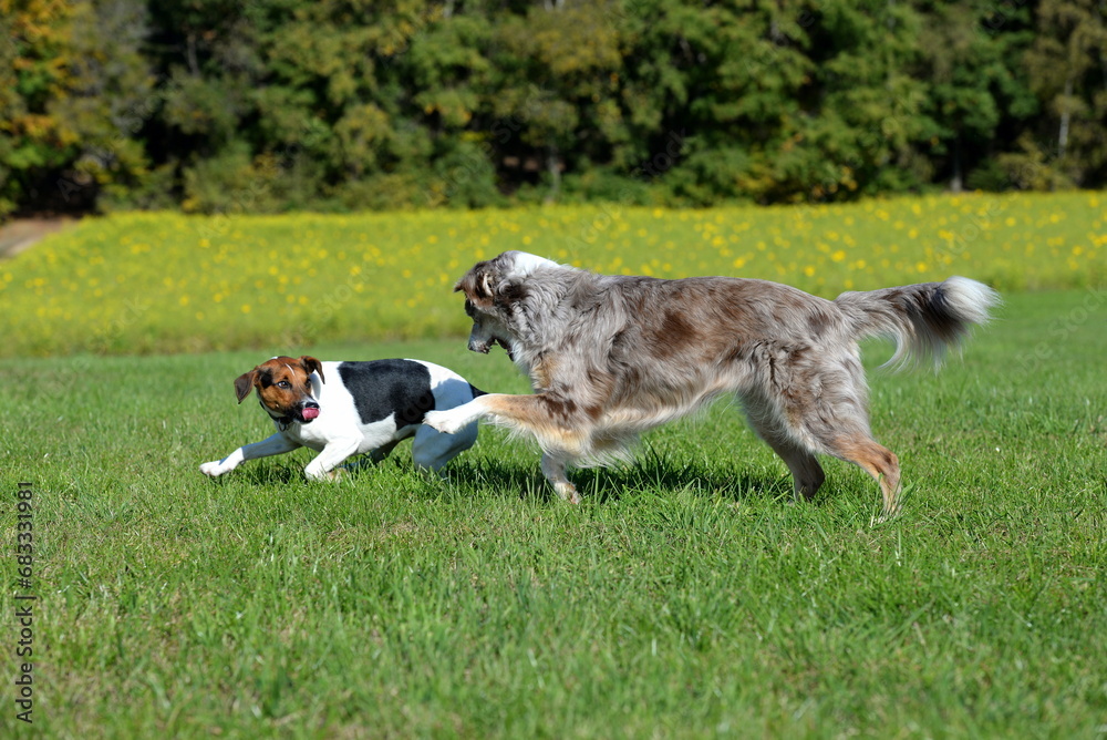 Wilde Jagd. Parson Russel Terrier flieht vor aggressivem Hütehund