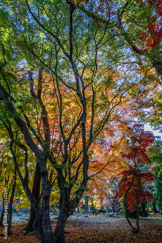 見晴公園の香雪園は紅葉が見頃