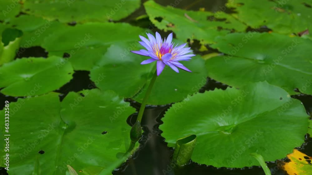 Water lily bloomed in pond decorating surface of water. In pond water lily reveals its tenderness and harmony. Concept of meeting nature in its exquisite beauty shown in pond with flowers Water lily bloomed in pond decorating surface of water. In pond water lily reveals its tenderness and harmony. Concept of meeting nature in its exquisite beauty shown in pond with flowers