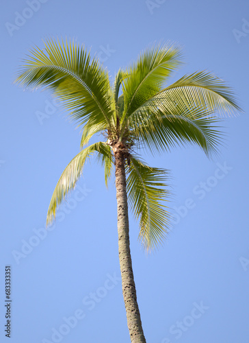 coconut tree on the background of blue sky