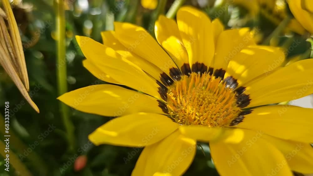 Beautiful yellow flowers. Gardening. 4k Beautiful yellow flowers. Gardening. 4k
