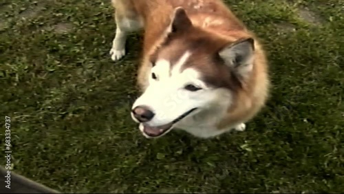 Handheld Vhs Vintage Film, VHS-C of a dog training, 8mm analog film. 1980'S Vhs Home Video, 1990 Archival Vhs. Retro VHS footage, Scan from vintage VHS-C Betacam. Husky dog waiting for treats, cute