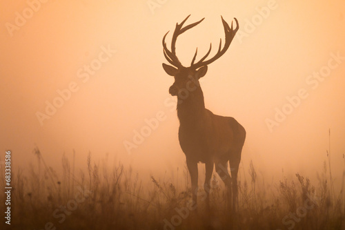 Red deer stag 