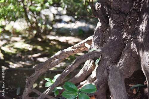 木漏れ日の中の大樹の根 木の根っこ 根 自然光 光 根を張る