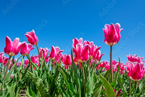 Blossoming red tulips in the countryside from the Netherlands in spring