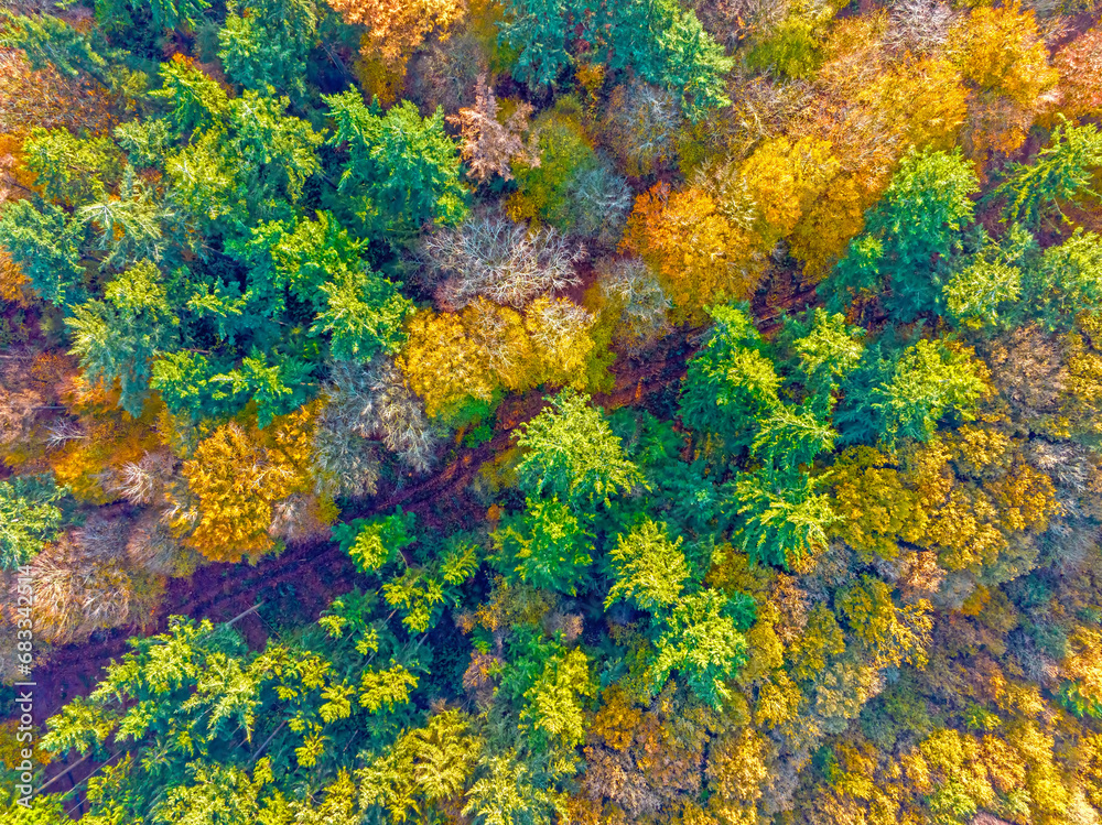 Aerial topshot from trees in fall in the Netherlands Europe Aerial topshot from trees in fall in the Netherlands Europe