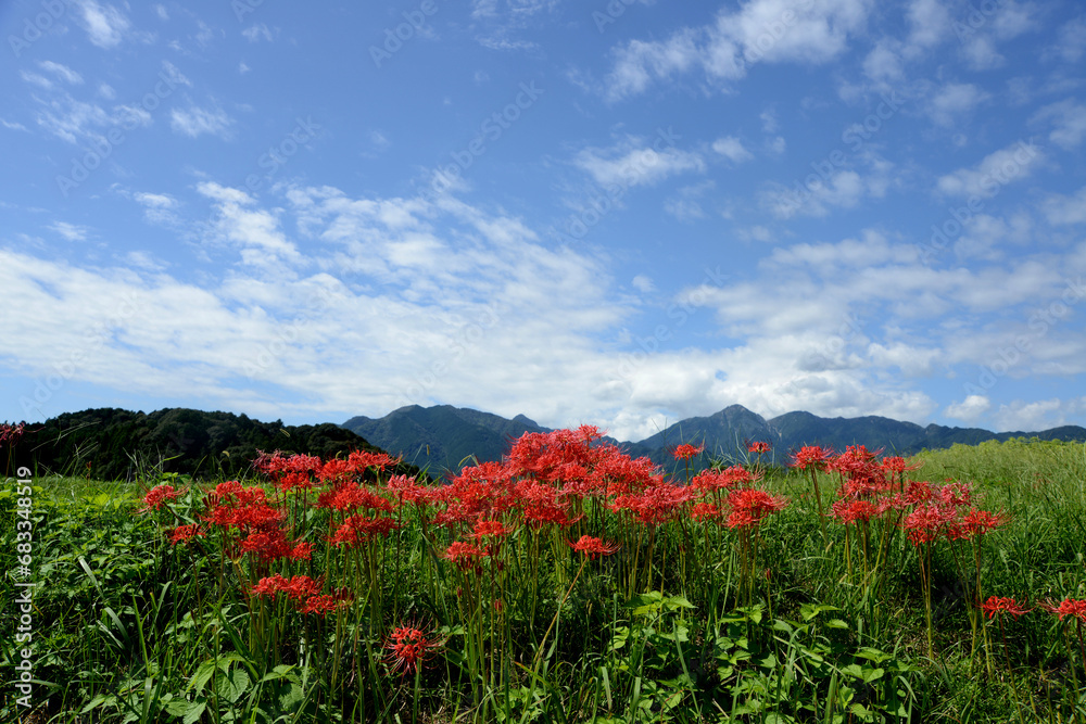 初秋の野