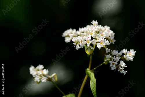 ソバの花