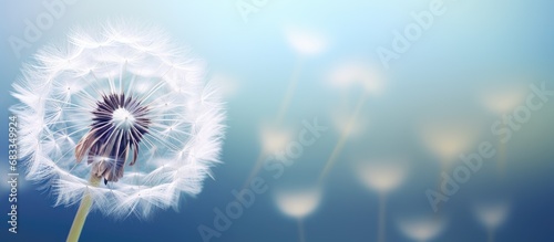 Macro shot of a mesmerizing dandelion