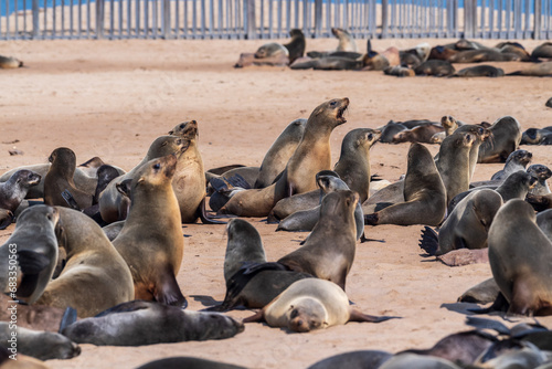 Detail of the seal colony at Cape Cross, off the skeleton coast of Namibia. © Goldilock Project